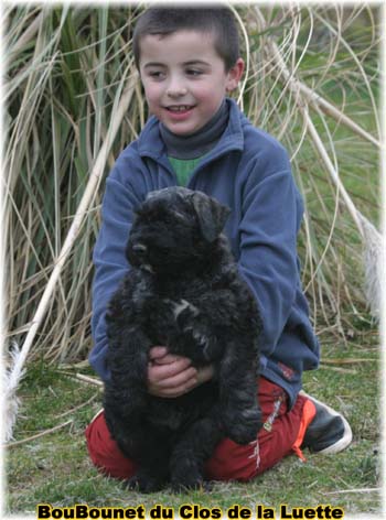 chiot bouvier des flandres SITE WEB ELEVAGE DU CLOS DE LA LUETTE SPECIALISE POUR LE BOUVIER DES FLANDRES ©